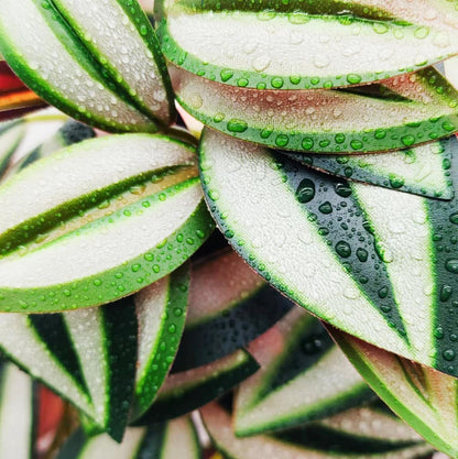Fake Reptile Plants for Terrarium,Habitat Decor,Artificial Plant | Reptile Terrarium Decor,Fake Plants with Base for Bearded Dragon Gecko Tortoise Snake Tank Accessories-Monstera