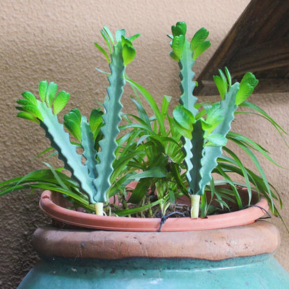 2 Pack 12.2 inch Artificial Succulents Artificial Cactus Plant Fake Cactus Unpotted Artificial Succulent Plants Home Garden Office Indoor and Outdoor Decor