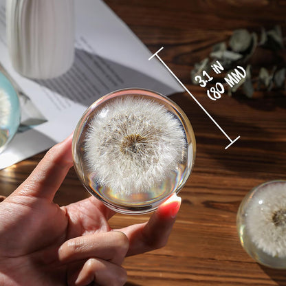 Dandelion Paperweight with Real Preserved Dandelion in Crystal, 2.6 Inch