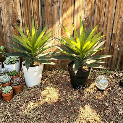 Agave Plant Artificial Faux Cactus Plants Indoor 13.7" Succulents Outdoor | UV Resistan Spiked Artificial Outdoor Plants for Planters Patio Office Table Farmhouse Home Decor