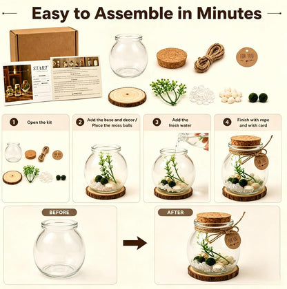Moss Ball Terrarium Kit – Includes Glass Jar, Cork Lid, Wooden Base, Aquatic Plants, Lucky Clear Quartz & Shells