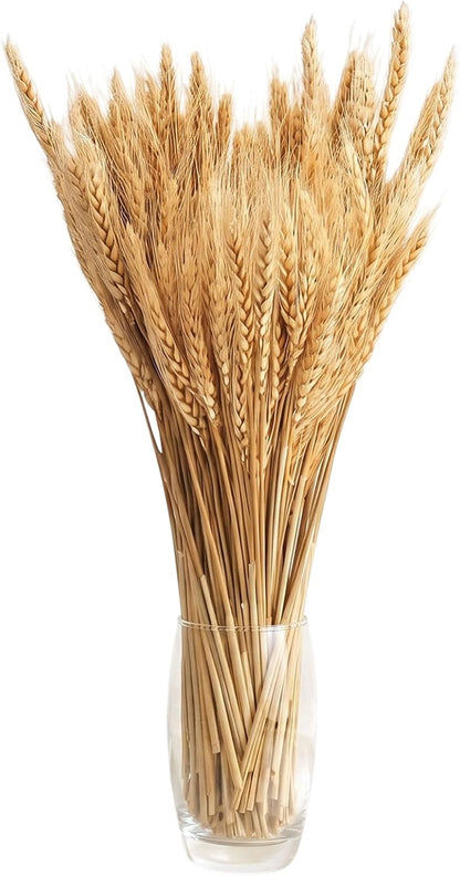 100 Stems Dried Wheat Stalks, Natural Dried Wheat Sheaves, Dry Grass Bouquet for Boho Farmhouse Home Wedding Table Kitchen Decor