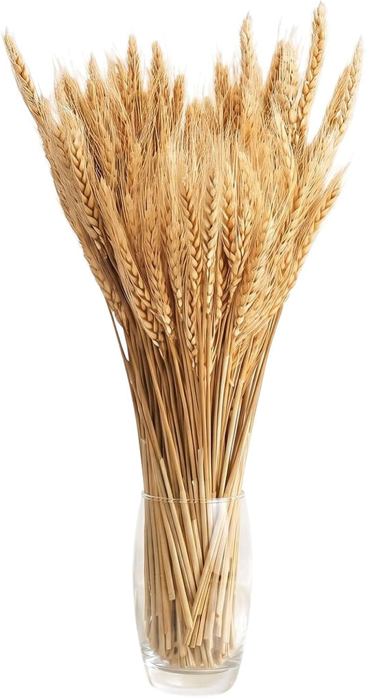 100 Stems Dried Wheat Stalks, Natural Dried Wheat Sheaves, Dry Grass Bouquet for Boho Farmhouse Home Wedding Table Kitchen Decor