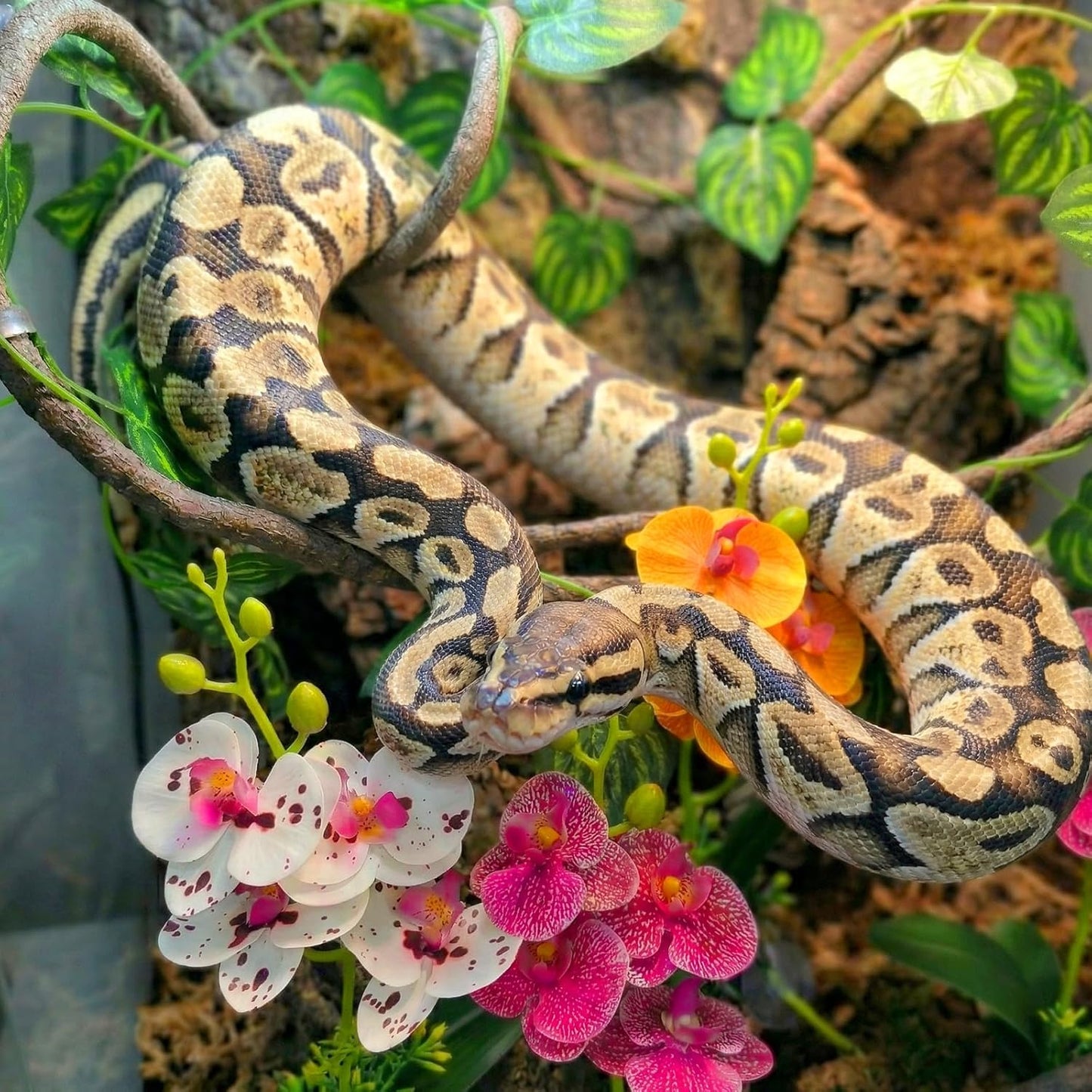 5 Pcs Reptile Plants & Habitat Decor Kit - 3 Artificial Plants & Large 5ft Jungle Vine Branch, Amphibian Habitat Hideout Tank Decorations fit Crested Gecko Leopard Lizard Chameleon Ball Python Frog