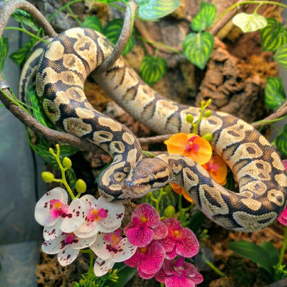 5 Pcs Reptile Plants & Habitat Decor Kit - 3 Artificial Plants & Large 5ft Jungle Vine Branch, Amphibian Habitat Hideout Tank Decorations fit Crested Gecko Leopard Lizard Chameleon Ball Python Frog