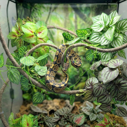 5 Pcs Reptile Plants & Habitat Decor Kit - 3 Artificial Plants & Large 5ft Jungle Vine Branch, Amphibian Habitat Hideout Tank Decorations fit Crested Gecko Leopard Lizard Chameleon Ball Python Frog
