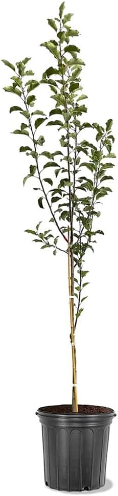 Pink Lady Live Apple Tree, Red-Yellow Color, Sweet Flavor, 1 gal Nursery Pot 2-3 ft. Tree Height (Due to Agricultural Laws, we Cannot Ship to CA, AZ, AK, or HI)