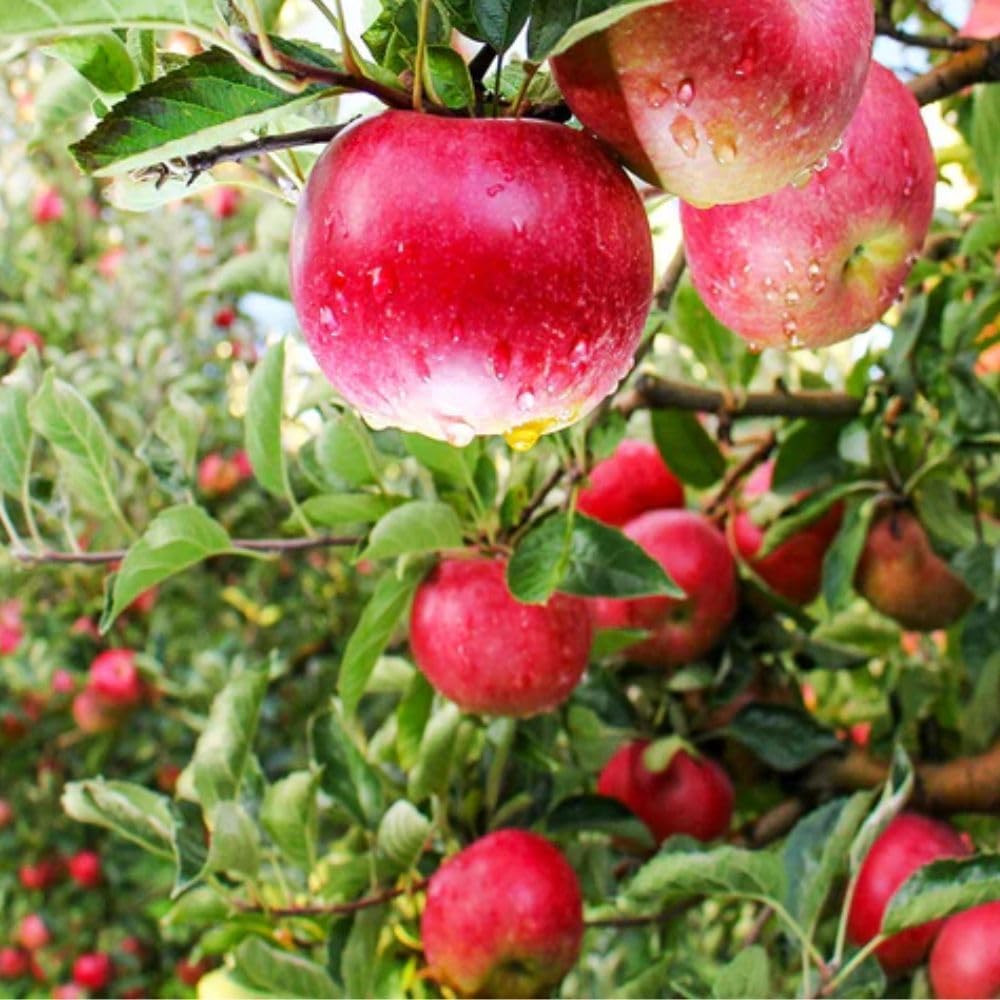 Pink Lady Live Apple Tree, Red-Yellow Color, Sweet Flavor, 1 gal Nursery Pot 2-3 ft. Tree Height (Due to Agricultural Laws, we Cannot Ship to CA, AZ, AK, or HI)