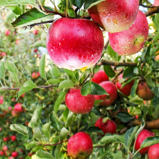 Pink Lady Live Apple Tree, Red-Yellow Color, Sweet Flavor, 1 gal Nursery Pot 2-3 ft. Tree Height (Due to Agricultural Laws, we Cannot Ship to CA, AZ, AK, or HI)