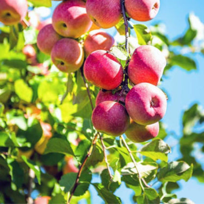 Pink Lady Live Apple Tree, Red-Yellow Color, Sweet Flavor, 1 gal Nursery Pot 2-3 ft. Tree Height (Due to Agricultural Laws, we Cannot Ship to CA, AZ, AK, or HI)