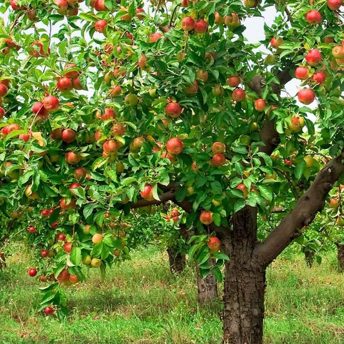 Pink Lady Live Apple Tree, Red-Yellow Color, Sweet Flavor, 1 gal Nursery Pot 2-3 ft. Tree Height (Due to Agricultural Laws, we Cannot Ship to CA, AZ, AK, or HI)
