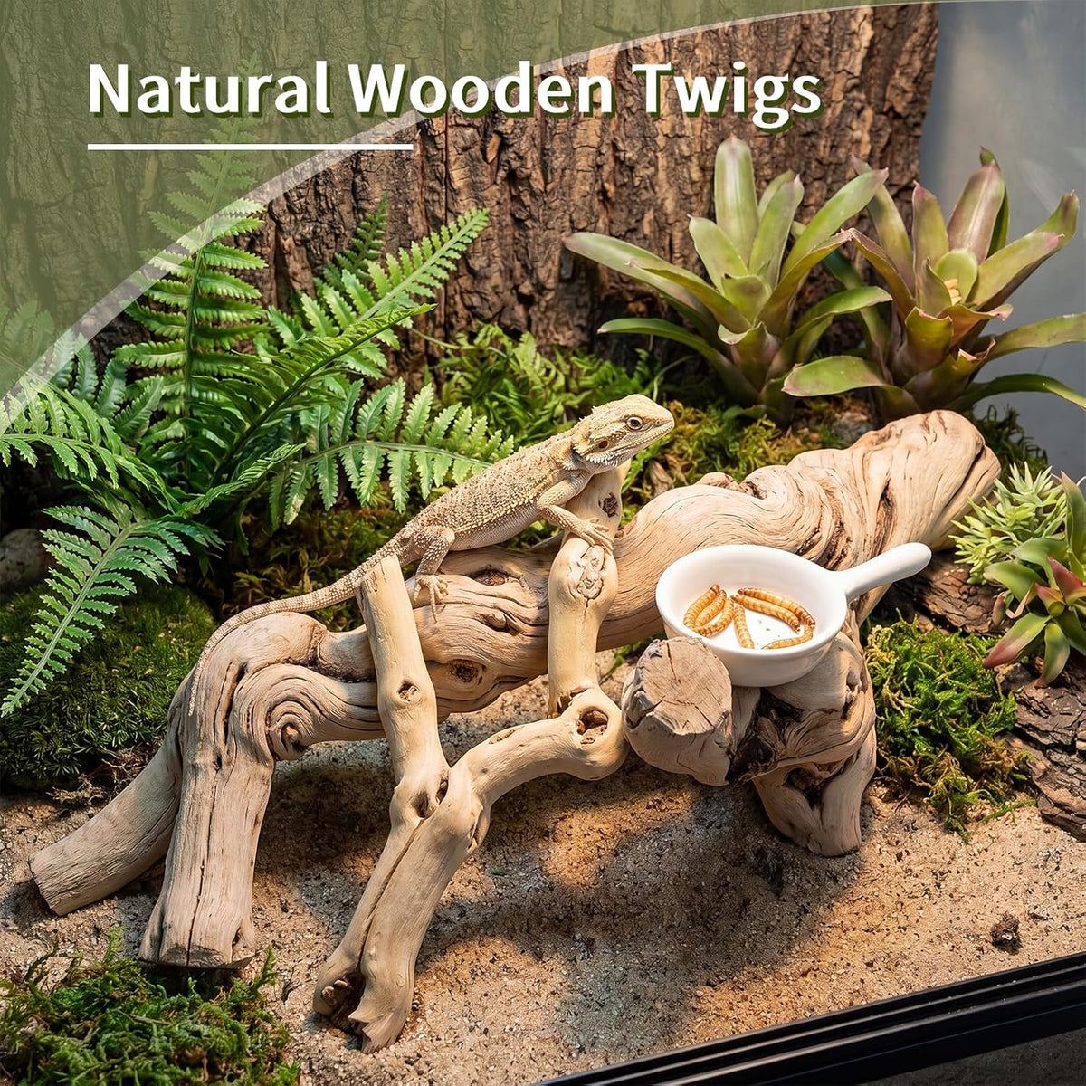 Natural Large Driftwood for Aquarium, 2 Pieces 10-12" and 16-20" King Root Branches for Reptile Bearded Dragon Lizard Gecko Climbing, Fish Tank Landscaping Decorations