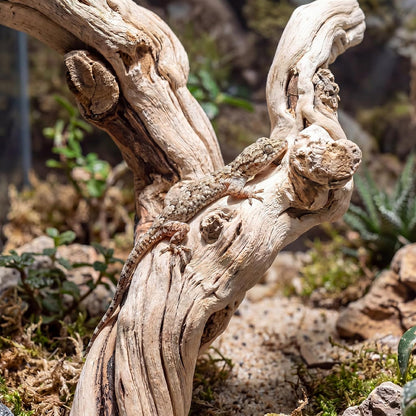 Natural Large Driftwood for Aquarium, 2 Pieces 10-12" and 16-20" King Root Branches for Reptile Bearded Dragon Lizard Gecko Climbing, Fish Tank Landscaping Decorations