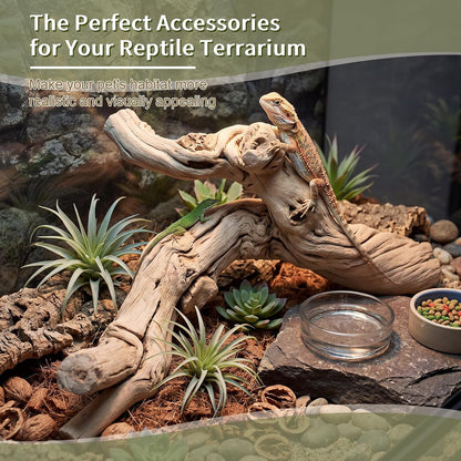 Natural Large Driftwood for Aquarium, 2 Pieces 10-12" and 16-20" King Root Branches for Reptile Bearded Dragon Lizard Gecko Climbing, Fish Tank Landscaping Decorations