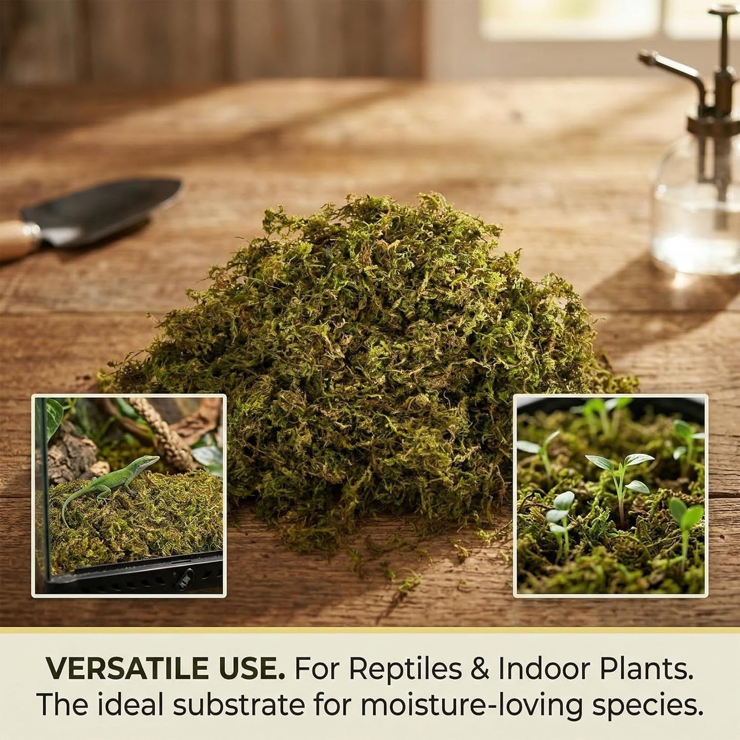 Sphagnum Moss for Reptiles - 5 Oz Terrarium Reptiles Moss Green Dried Peat Moss Habitat Bedding Moss for Leopard Gecko Turtle Frog Snakes Lizards