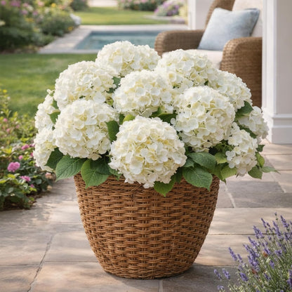 12 Pcs Hydrangea Artificial Flowers 20" Realistic Touch Faux Hydrangea Latex Flower Fake Hydrangeas with Stems for Vase Home Party Outdoor Wedding Centerpiece Bouquet(Orange)