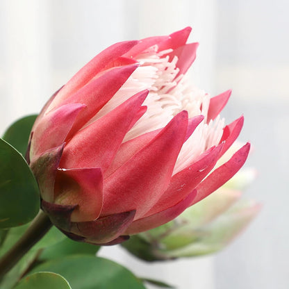 2pcs Artificial King Protea Flowers 25" Fake Tropical Pink Protea Cynaroides for Vase Bouquets Floral Arrangement Home Office Wedding Decoration.(Pink)