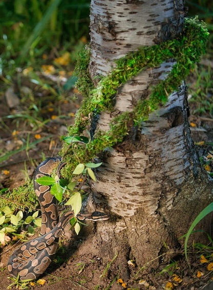 Galápagos (05266) MossVine, Real Moss Vine, 12FT, Green