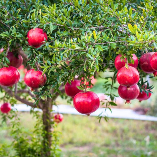 Sweet Pomegranate Live Tree, Edible Fruit, 5-8 Inch Tall
