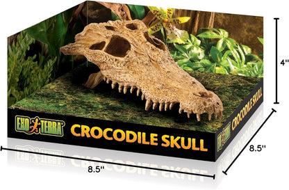 T-Rex Skull Terrarium Decor