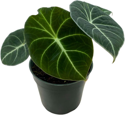 Alocasia Black Velvet, Jewel Alocasia in a 4 inch Pot