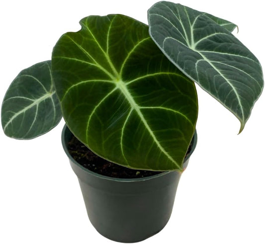 Alocasia Black Velvet, Jewel Alocasia in a 4 inch Pot