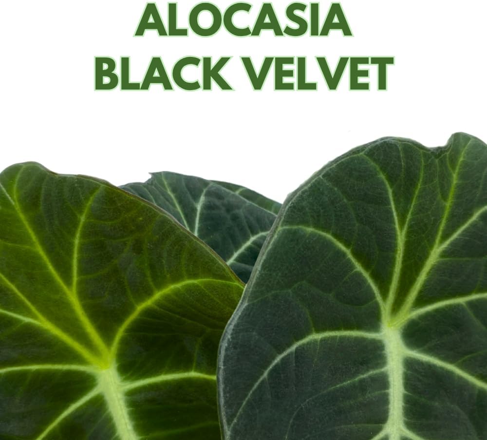 Alocasia Black Velvet, Jewel Alocasia in a 4 inch Pot