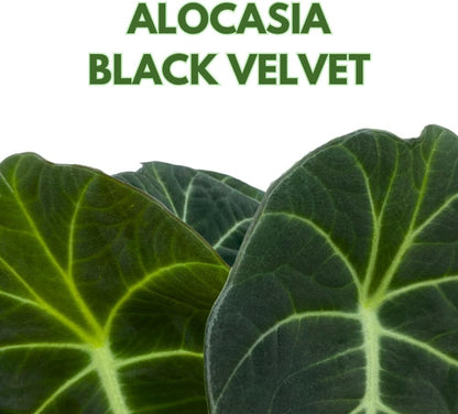 Alocasia Black Velvet, Jewel Alocasia in a 4 inch Pot