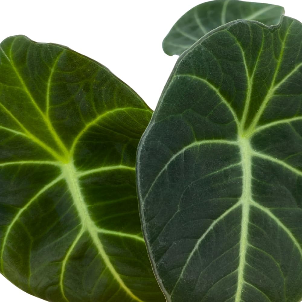 Alocasia Black Velvet, Jewel Alocasia in a 4 inch Pot