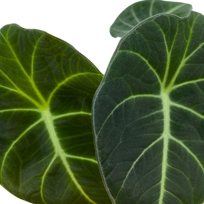 Alocasia Black Velvet, Jewel Alocasia in a 4 inch Pot