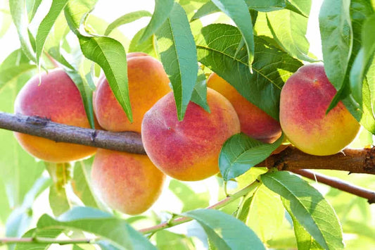 Contender Peach Tree - Self Pollinating Live Fruit Plant Shipped 2 to 3 Feet Tall