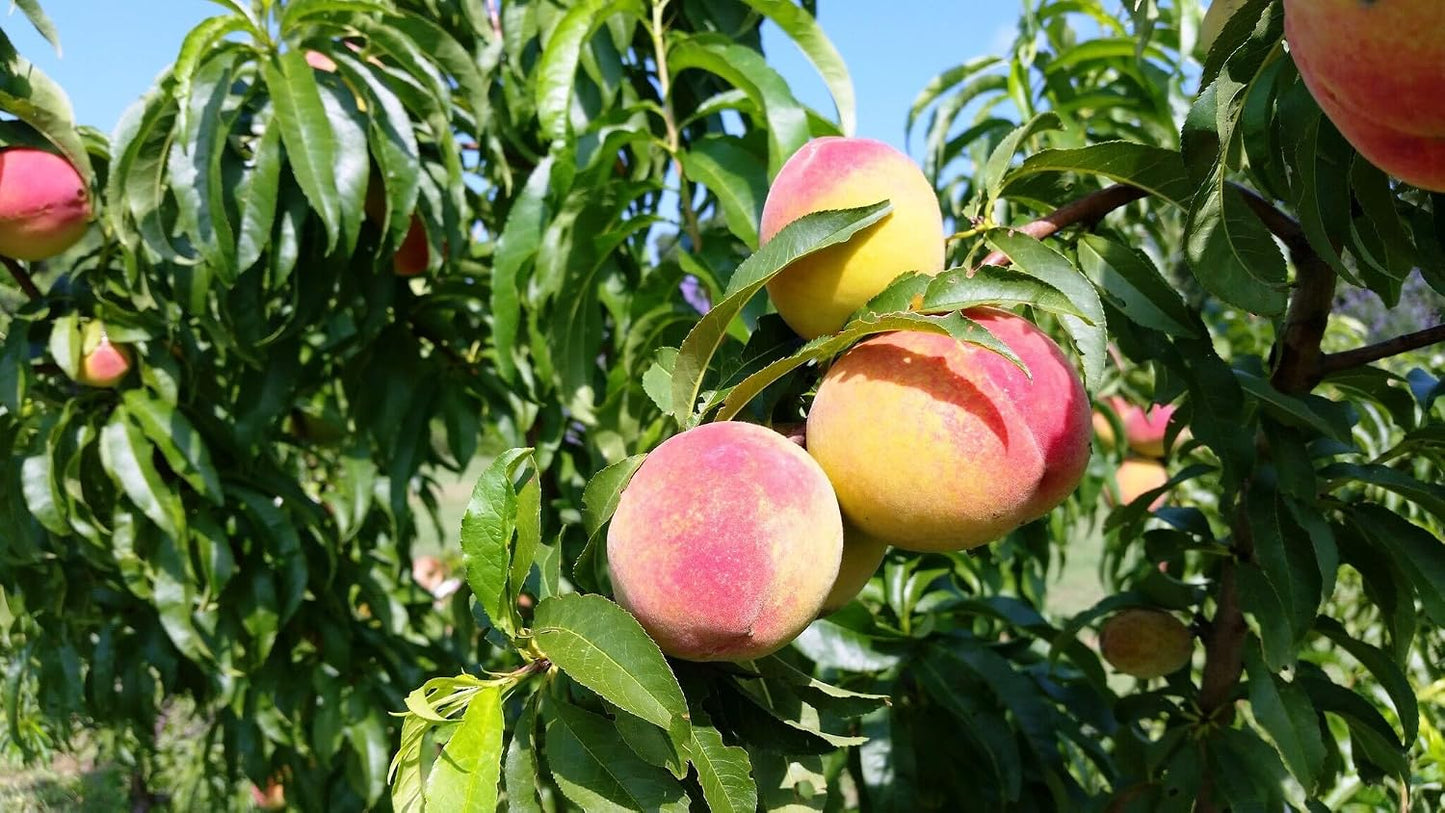 Contender Peach Tree - Self Pollinating Live Fruit Plant Shipped 2 to 3 Feet Tall