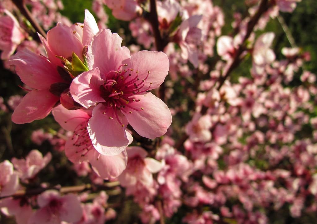 Contender Peach Tree - Self Pollinating Live Fruit Plant Shipped 2 to 3 Feet Tall