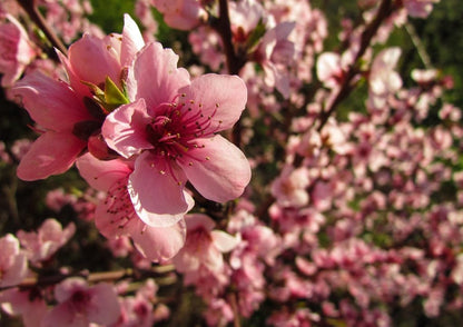 Contender Peach Tree - Self Pollinating Live Fruit Plant Shipped 2 to 3 Feet Tall