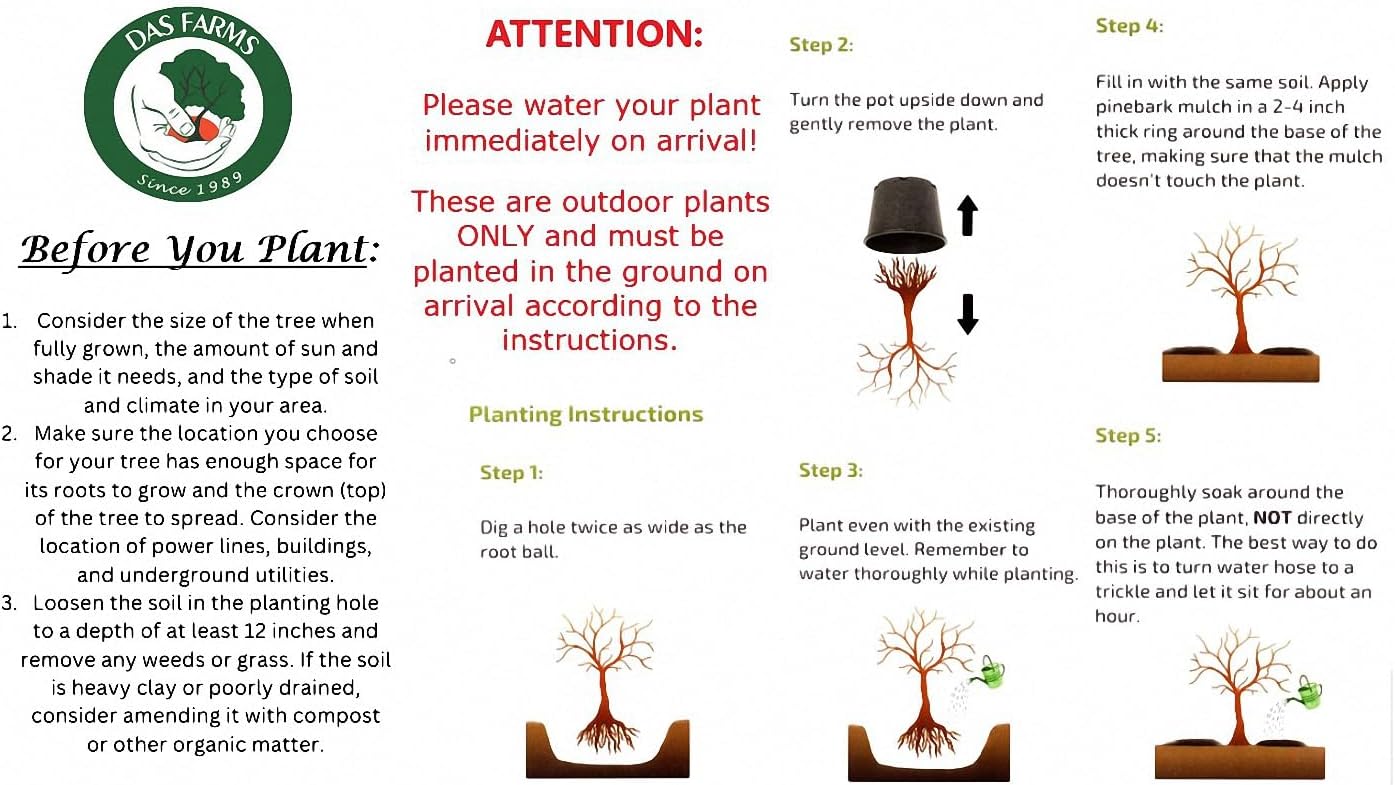 Contender Peach Tree - Self Pollinating Live Fruit Plant Shipped 2 to 3 Feet Tall