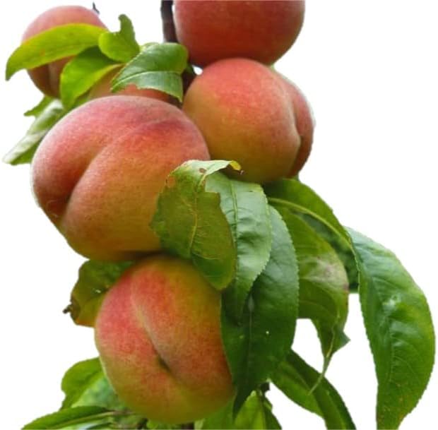 Contender Peach Tree - Self Pollinating Live Fruit Plant Shipped 2 to 3 Feet Tall