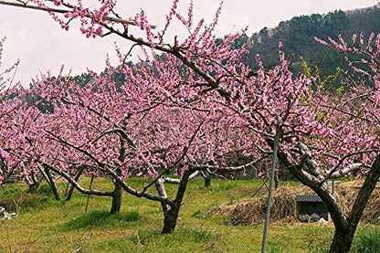Contender Peach Tree - Self Pollinating Live Fruit Plant Shipped 2 to 3 Feet Tall