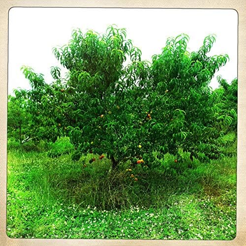 Contender Peach Tree - Self Pollinating Live Fruit Plant Shipped 2 to 3 Feet Tall