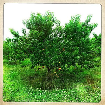 Contender Peach Tree - Self Pollinating Live Fruit Plant Shipped 2 to 3 Feet Tall