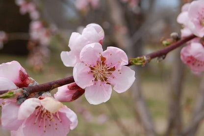 Contender Peach Tree - Self Pollinating Live Fruit Plant Shipped 2 to 3 Feet Tall