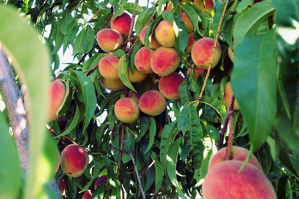 Contender Peach Tree - Self Pollinating Live Fruit Plant Shipped 2 to 3 Feet Tall