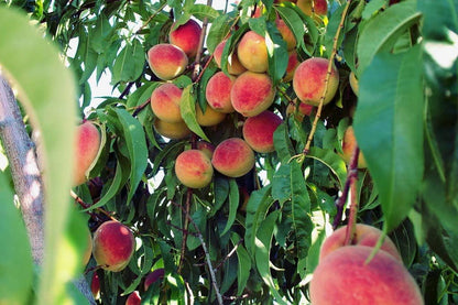 Contender Peach Tree - Self Pollinating Live Fruit Plant Shipped 2 to 3 Feet Tall