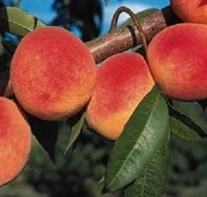 Contender Peach Tree - Self Pollinating Live Fruit Plant Shipped 2 to 3 Feet Tall