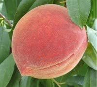 Contender Peach Tree - Self Pollinating Live Fruit Plant Shipped 2 to 3 Feet Tall