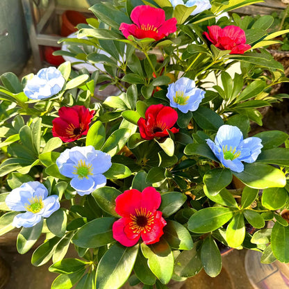 20pcs Artificial Poppy Flower Heads, Red