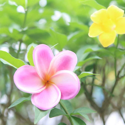 Bunch of 10 PU Real Touch Lifelike Artificial Plumeria Frangipani Flower Bouquets Fake Wedding Cake Home Party Decoration (White)