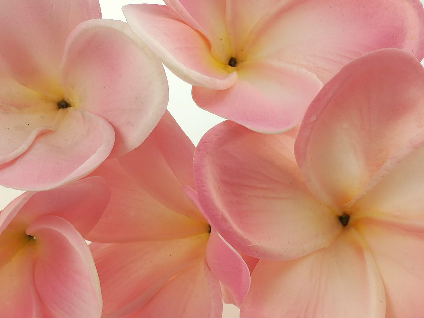 Bunch of 10 PU Real Touch Lifelike Artificial Plumeria Frangipani Flower Bouquets Fake Wedding Cake Home Party Decoration (White)