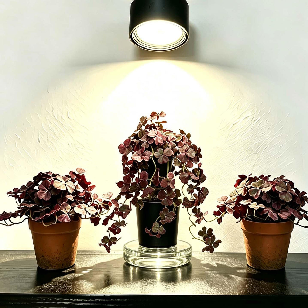 Artificial Shamrock Potted Plants, Set of 2 Indoor Faux Clover Decor