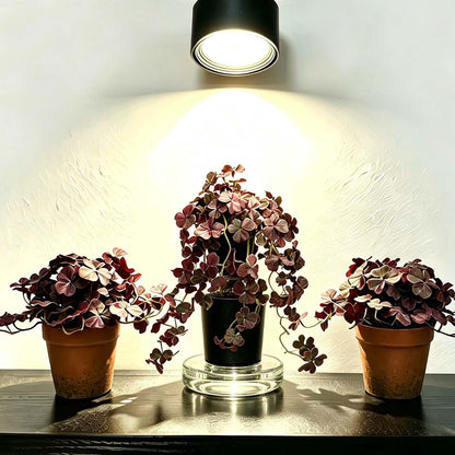 Artificial Shamrock Potted Plants, Set of 2 Indoor Faux Clover Decor