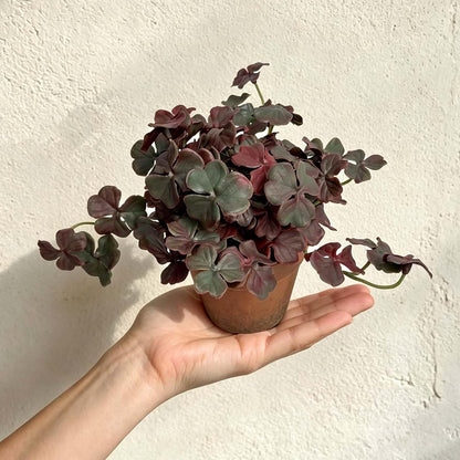 Artificial Shamrock Potted Plants, Set of 2 Indoor Faux Clover Decor